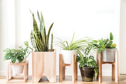 Sumar plantas a un ambiente no solo aporta verde y sino también beneficios en el aire que respiramos