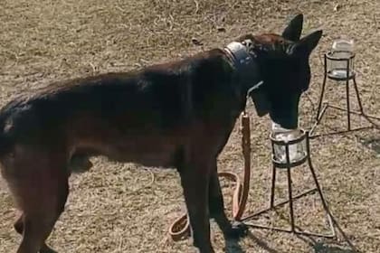Sumaron el olfato canino aplicado en controles fitosanitarios, lo que permite detectar material vegetal cítrico y al insecto vector antes de que la enfermedad ingrese a una región estratégica para la producción de limón, naranja y pomelo