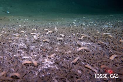 Sumergible encuentra criaturas prosperando en las partes más profundas del océano