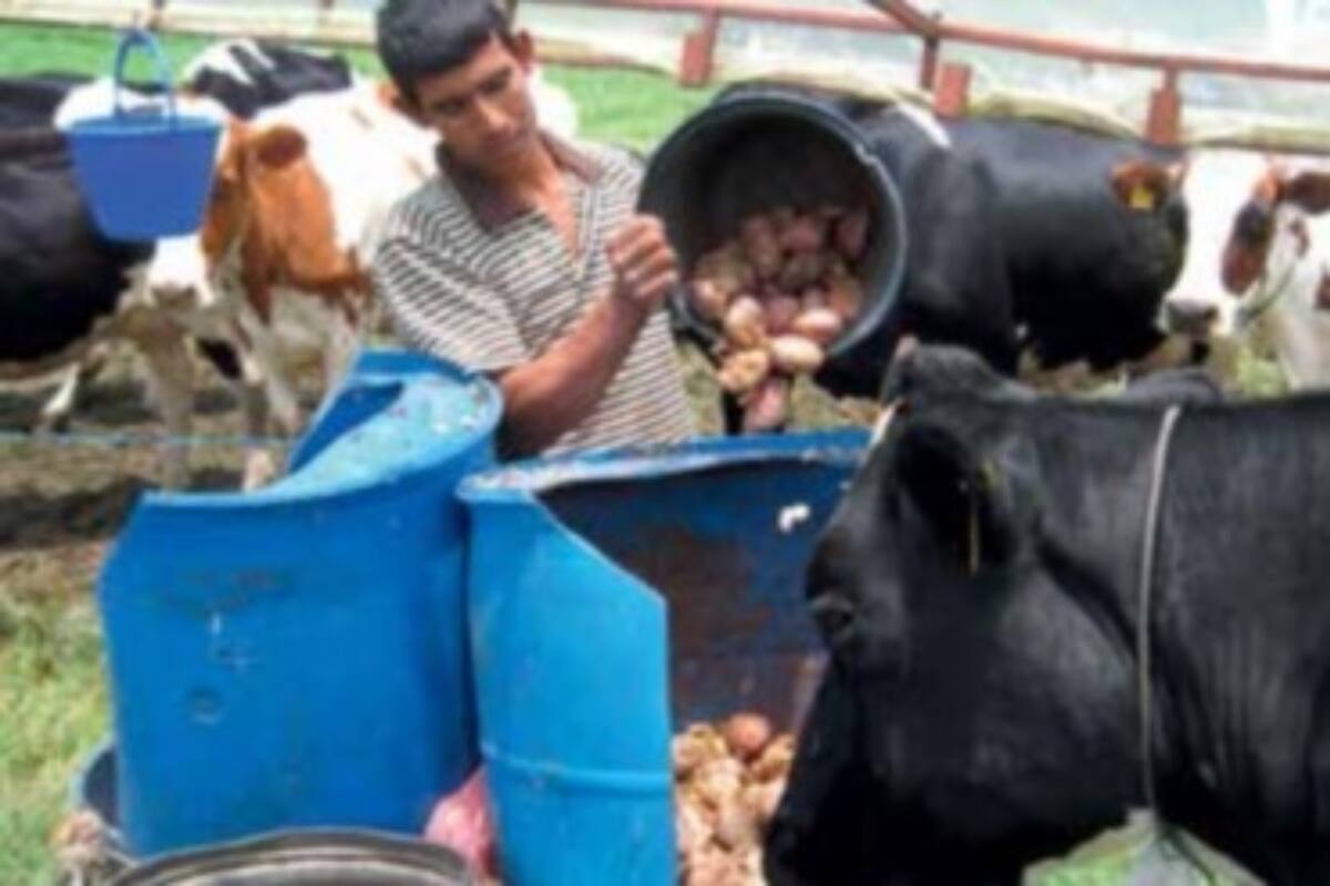 Suministro de papa y trozos a vacas lecheras