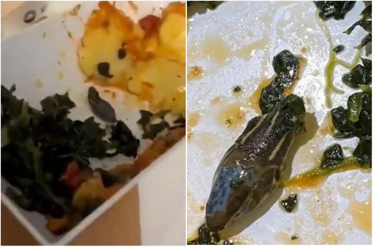 Suncak Inflight Services no confirmó en qué fecha encontraron la serpiente en la comida (Crédito: Captura de video /Twitter/@aviationbrk)