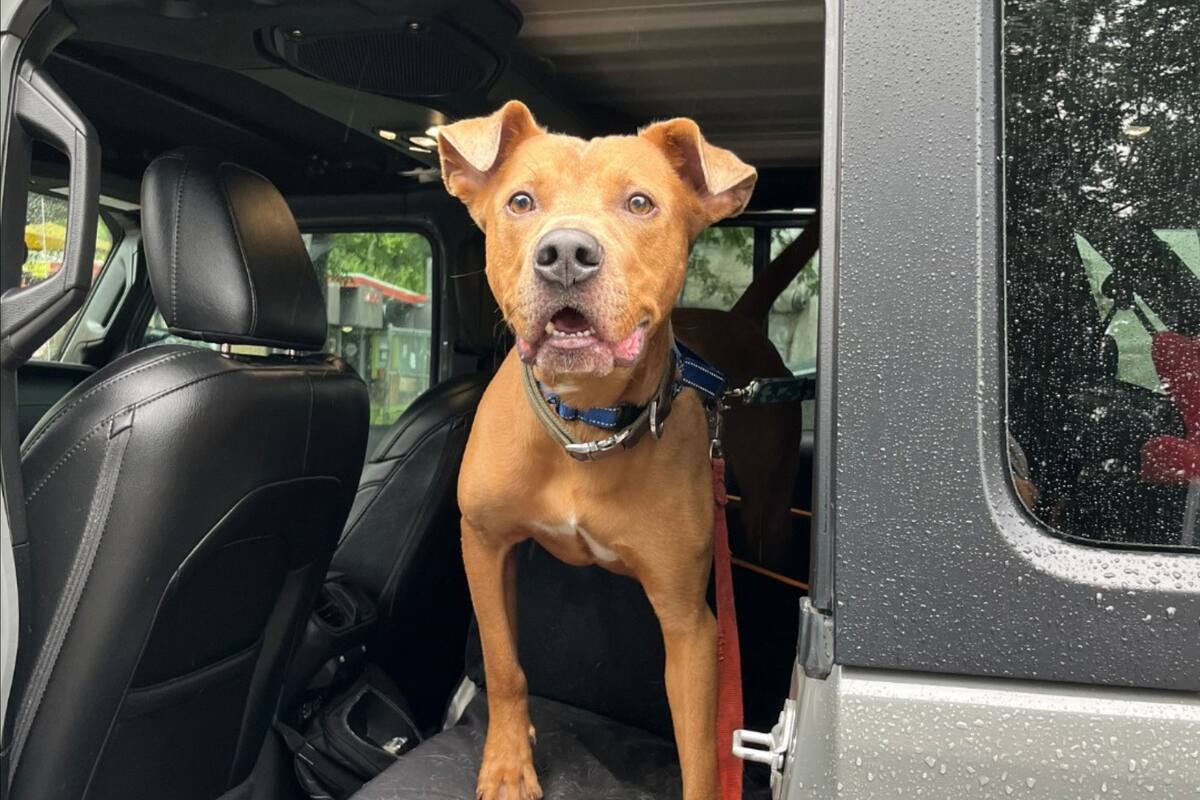 Superman, el perro que resistió las inundaciones en Texas y encontró una nueva oportunidad (Foto: Facebook/Austin Pets Alive!)