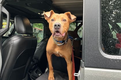 Superman, el perro que resistió las inundaciones en Texas y encontró una nueva oportunidad (Foto: Facebook/Austin Pets Alive!)