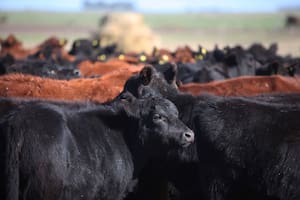 SUPLEMENTO CAMPO.
CRIA Y ENGORDE EN LA LOCALIDAD DE GENERAL ALVEAR.
ESTABLECIMIENTO LA ESCONDIDA.
PRODUCTOR RODOLFO NOUGUES.
Vacas
Hacienda
Rodeo