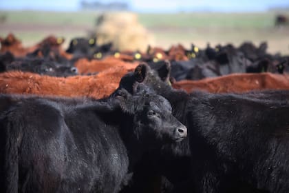 SUPLEMENTO CAMPO.
CRIA Y ENGORDE EN LA LOCALIDAD DE GENERAL ALVEAR.
ESTABLECIMIENTO LA ESCONDIDA.
PRODUCTOR RODOLFO NOUGUES.
Vacas
Hacienda
Rodeo
