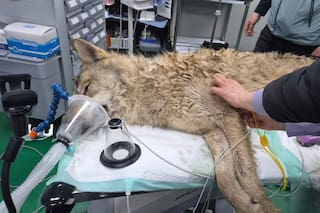 Surcoreanos suspiran aliviados tras el regreso de un lobo fugado sano y salvo al zoológico