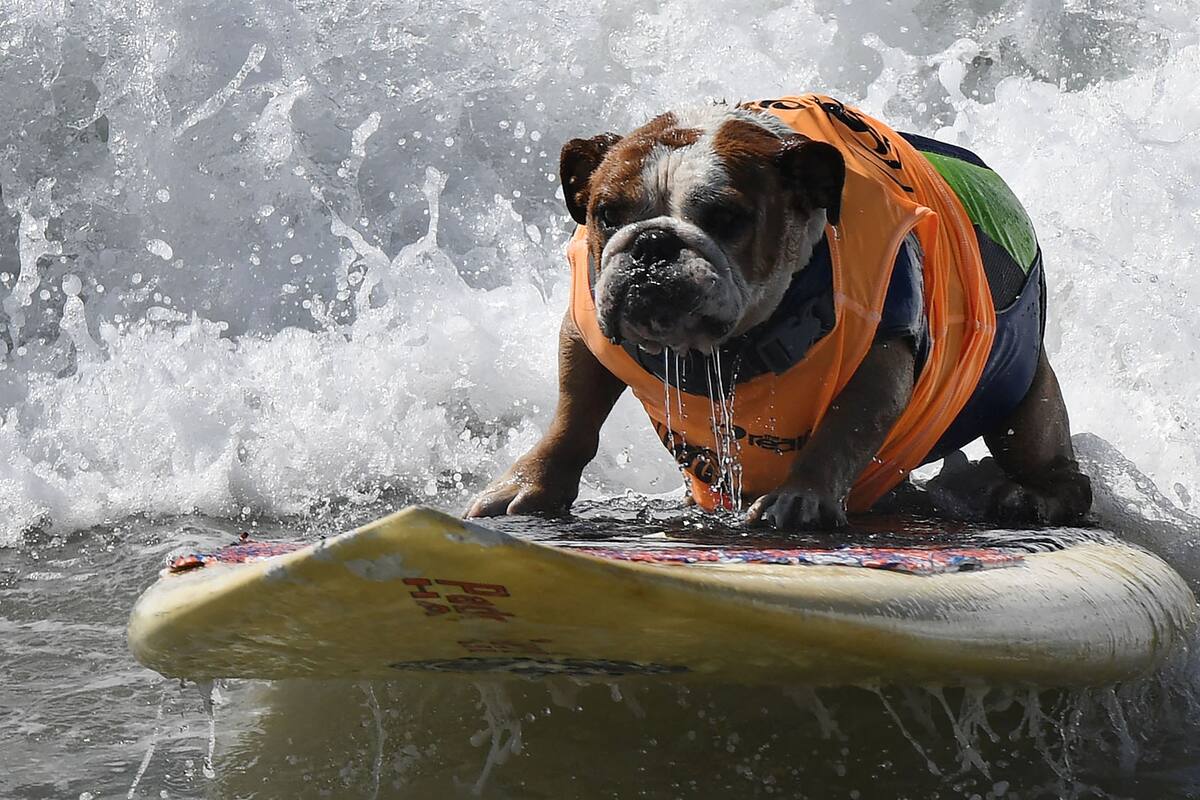 Surf dog Sully surfs a large wave during the 8th annual Surf City Surf Dog event at Huntington Beach, California on September 25, 2016. Dogs, big and small, and some in tandem braved the large swell that greeted them at the iconic event.
