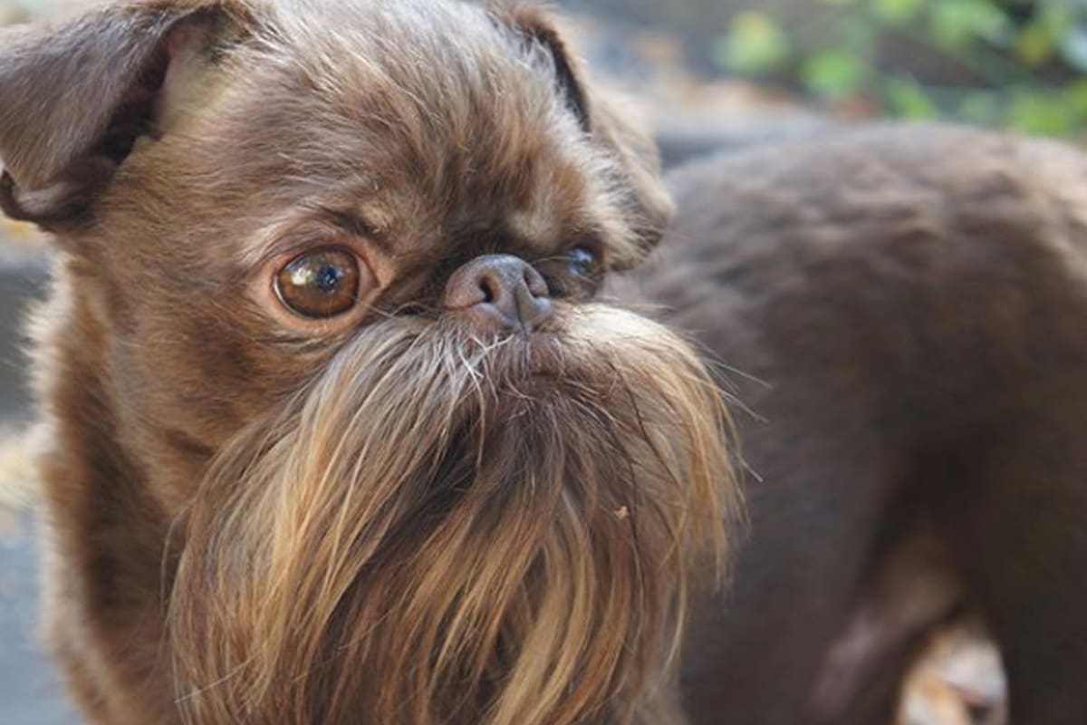 Sus fans lo apodaron "Chewbacca".