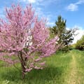 El árbol que florece antes de tener hojas y se convierte en un espectáculo rosado