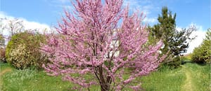 El árbol que florece antes de tener hojas y se convierte en un espectáculo rosado