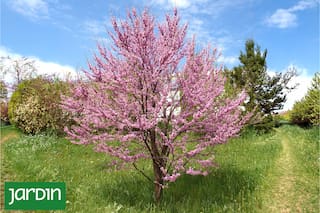 El árbol que florece antes de tener hojas y se convierte en un espectáculo rosado