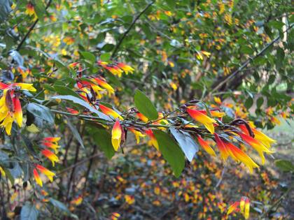 Sus flores atraen picaflores y mariposas para su polinización.