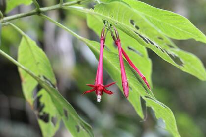 Sus flores son polinizadas por picaflores y visitadas por insectos como abejas y mariposas.