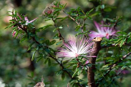 Sus flores son polinizadas por picaflores y sus semillas atraen aves granívoras.