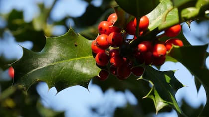 Sus hojas brillantes y frutos rojos aportan un toque de color incluso en invierno (Foto: Unsplash)