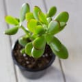Cómo hacer para que el árbol de jade tenga hojas grandes y gruesas, según expertos