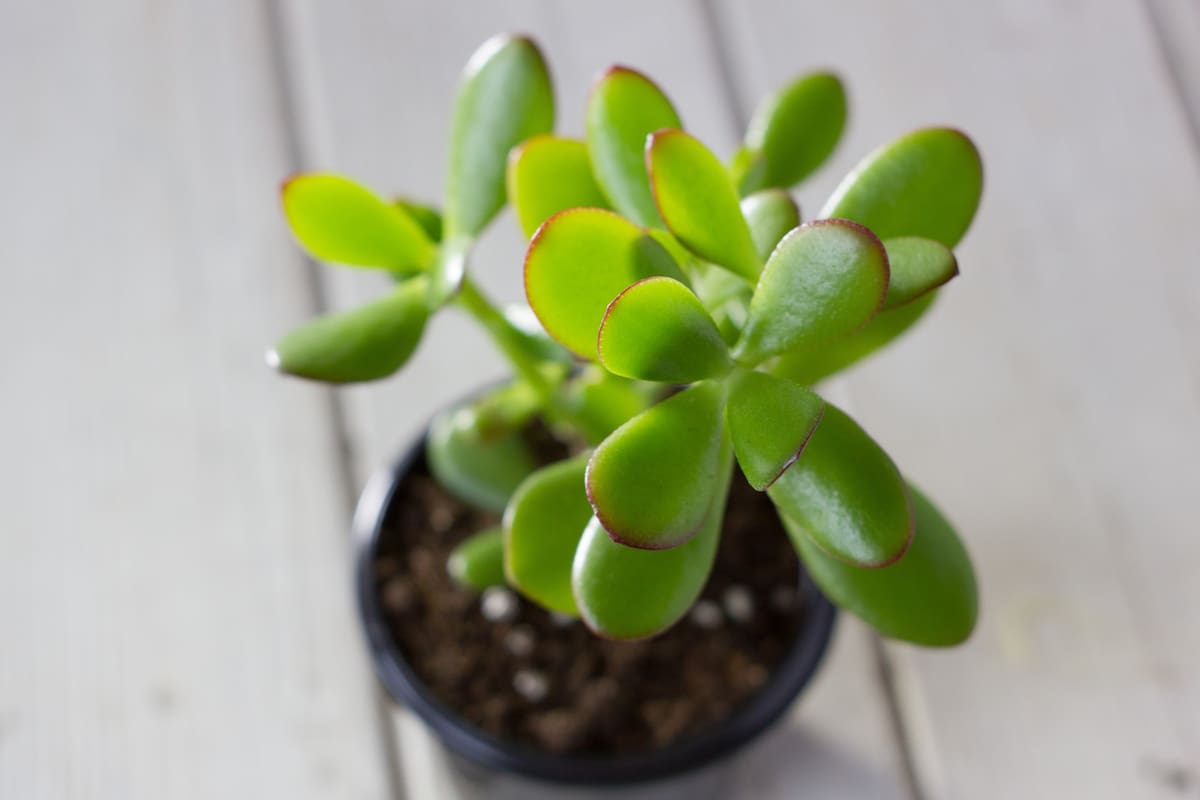 Sus hojas son verdes y carnosas, mientras que sus tallos son gruesos, por lo que muchas personas la asocian con un árbol
