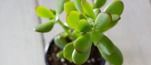 Cómo hacer para que el árbol de jade tenga hojas grandes y gruesas, según expertos