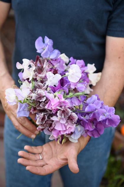 Sus preferidas de primavera por su perfume, las arvejillas.