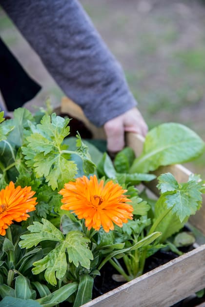 Sus semillas caen al suelo y generan nuevas plantas naturalmente