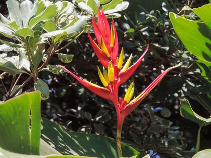 Sus vistosas flores atraen a picaflores, en especial del grupo de los ermitaños