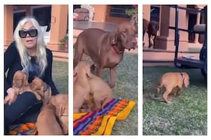 Susana Giménez compartió un video de los cachorros de su perra Rita y un galán de Netflix le dejó un sorprendente comentario
