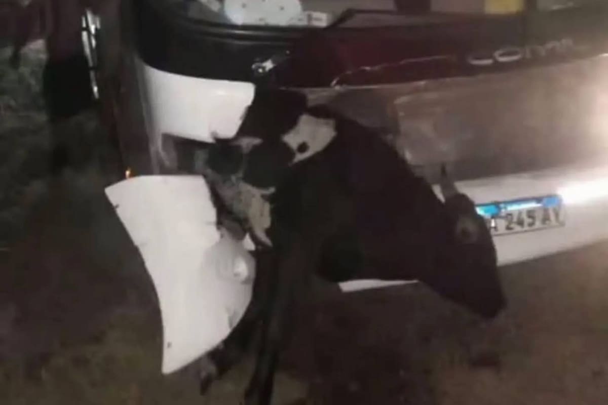 Susto en la ruta para hinchas de Estudiantes que regresaban de Santiago del Estero: chocaron contra una vaca.