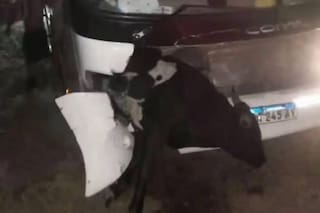 Un micro que trasladaba hinchas de Estudiantes chocó contra una vaca en una ruta de Santiago del Estero