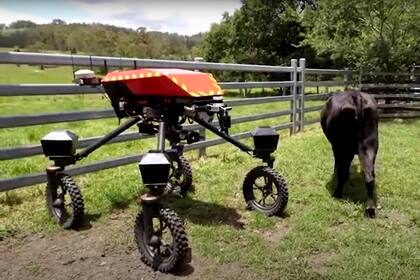 Swagbot, el robot vaquero que desarrollaron en Australia