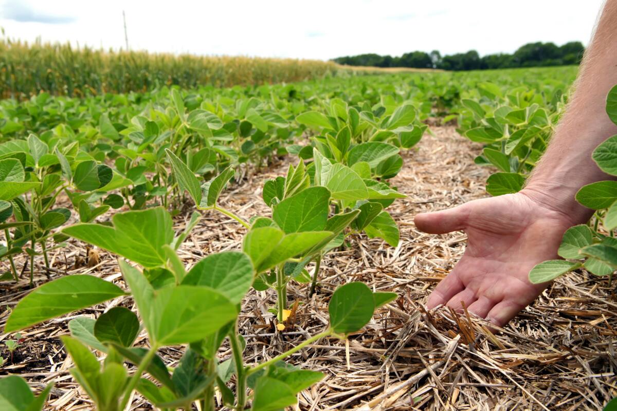 Syngenta y Nera anunciaron un acuerdo que permite acceder a tasas preferenciales a quienes implementen prácticas sustentables
