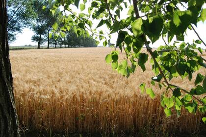 Syngenta y TNC buscan un mejor aprovechamiento del suelo