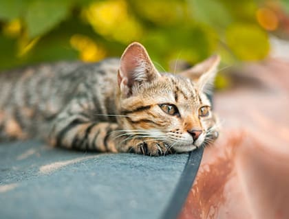 Syros Cats, una entidad sin fines de lucro en la isla de Siros, busca voluntarios dispuestos a dedicar una fracción de su jornada al bienestar de la colonia felina local a cambio de un techo sin costo