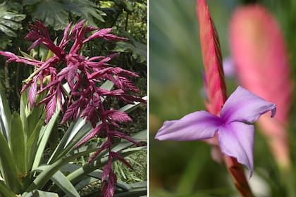 T. australis, una de las más grandes. Izq.: T. cyacena, se cultiva en macetas como planta de interior