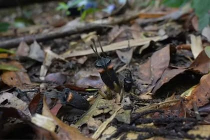T. daemona fue clasificada provisionalmente como en peligro crítico de extinción