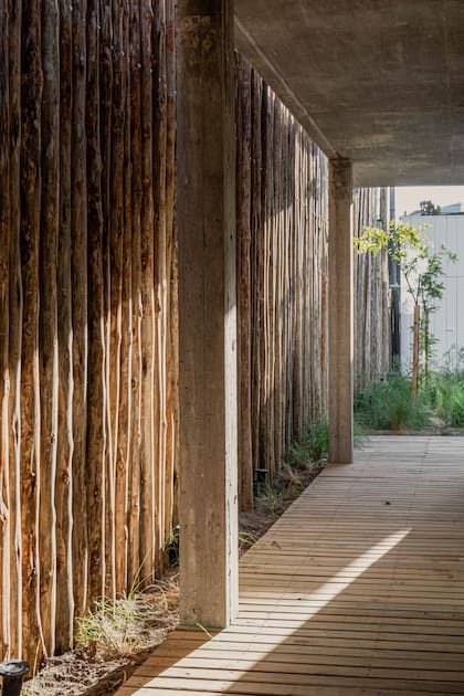 Tabique exterior de eucalipto tratado y deck de madera de pino tratado (Arq. Miguel Cazalás). Como parte de la parquización, plantaron dos árboles: una Robinia pseudoacacia ‘Frisia’ y un tamarisco ‘Pink Cascade’ (Jardines La Candelaria).