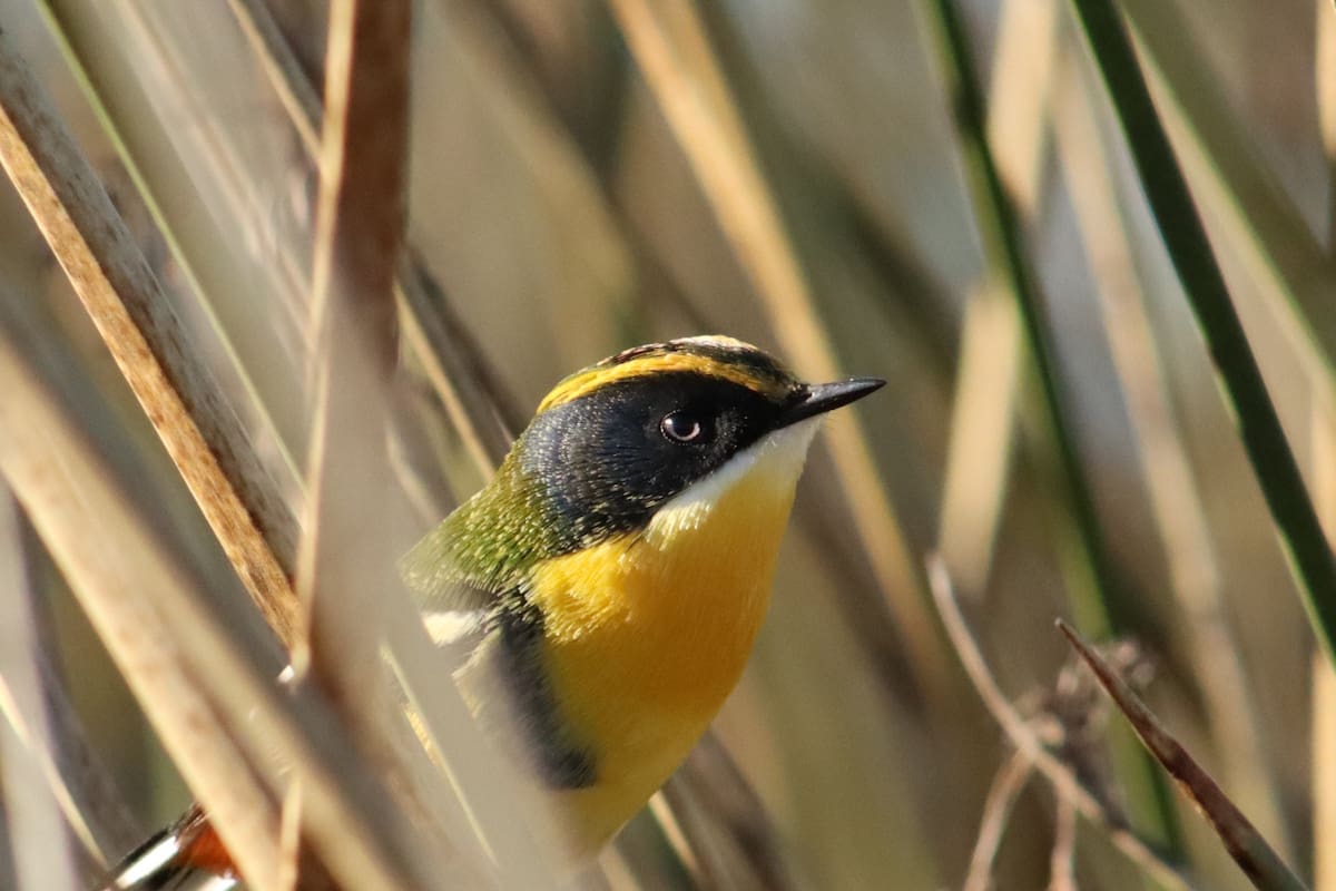 Tacuarí sietecolores (melanopareia maximiliani) es un ave autóctona y está presente en siete áreas protegidas de la Argentina.
