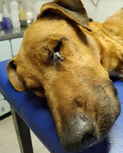 Tacuba quedó internado por la gravedad de su cuadro.