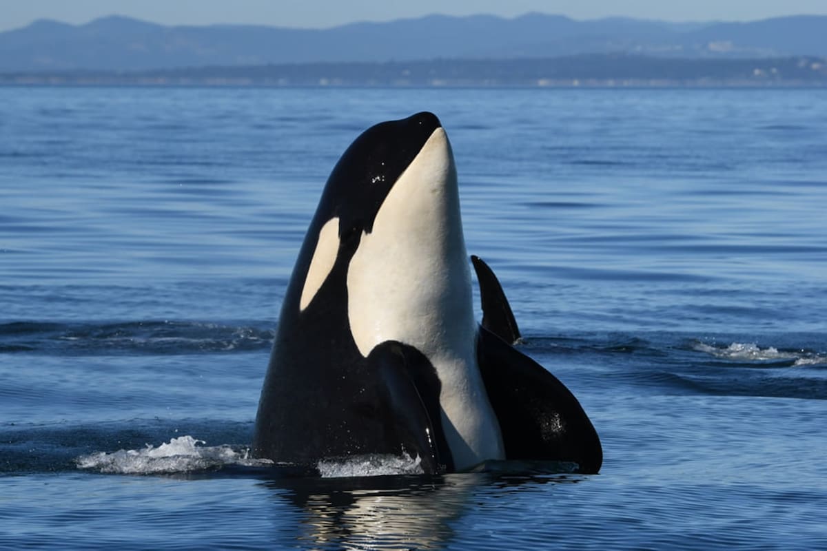 Tahlequah fue avistada junto a su nueva cria, J-57