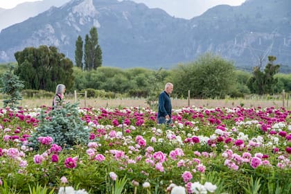 Taiyō forma parte del circuito floral de Trevelin, conocido como El Jardín de Chubut, junto con los tulipanes, las lavandas y el azafrán