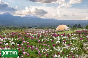 Tiene más de 150.000 flores, abre solo unas semanas y ya es uno de los jardines más sorprendentes de la Patagonia