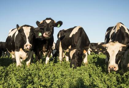 “Tal como esperábamos, el resultado más importante fue que las vacas que consumieron cascarilla de soja ingirieron casi 2,5 kg más alimento por día. Eso también lo vimos reflejado en un desbalance energético menos severo y de menor duración. Entonces, prevemos que los animales pueden pasar un período de transición más saludable”, señaló el docente