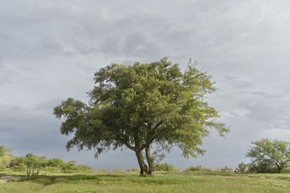 Tala, una de las especies elegidas para sus fotos