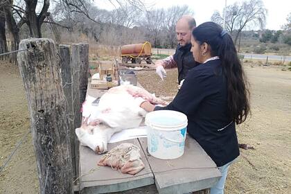 Con su otra faceta: ayudando a un veterinario en el campo
