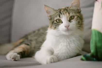 También hubo gatos afectados por esta comida