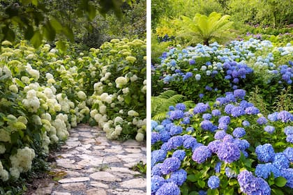 También las hortensias cuentan con espacios propios. Las variedades blancas permiten explorar diferencias de forma y textura dentro de una gama restringida, mientras que los azules y violetas se relacionan con helechos y bambúes para construir una atmósfera completamente distinta