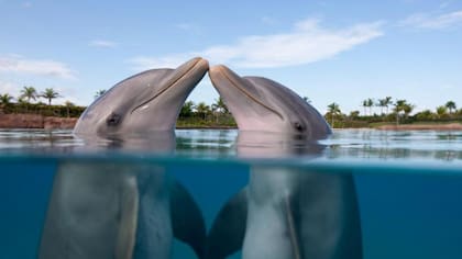También los delfines ofrecen regalos para aparearse.