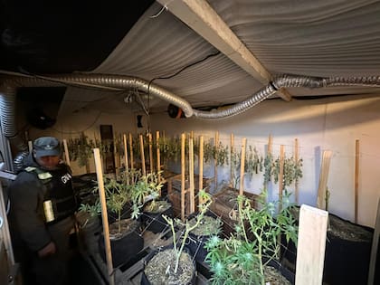 También se decomisaron elementos tecnológicos, balanzas de precisión y semillas.