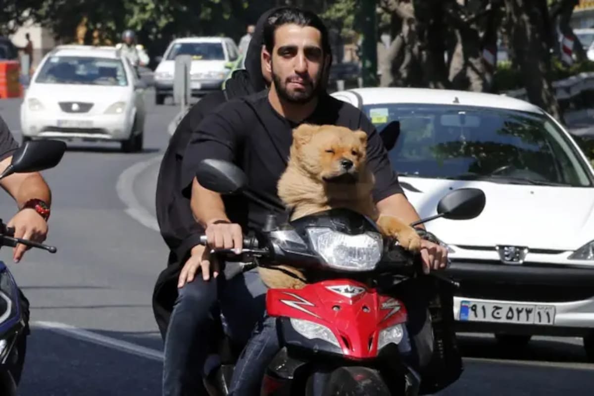 También se prohibió transportar a los perros en vehículos particulares