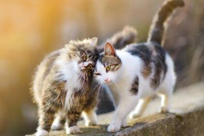 También son llamados gatos monteses africanos