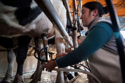 El año pasado, pese a todas las dificultades, con 11.326 millones de litros de leche, la producción láctea cayó menos de un 2%